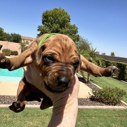 Boy 5 Green Collar I'm in - Rd whtn blk nose male Rhodesian Ridgeback puppy in Surprise, Arizona from Arizona Ridgebacker
