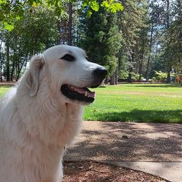 Abbey - Great Pyrenees