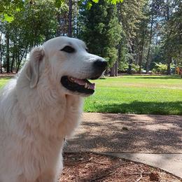 Abbey - Great Pyrenees