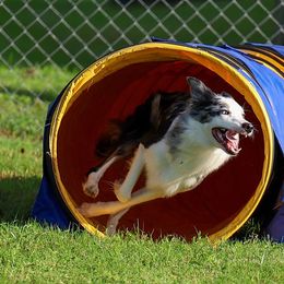 Venus - Border Collie