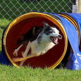 Venus - Border Collie
