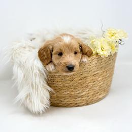 REBEL - Apricot male Goldendoodle puppy in Davison, Michigan from Dreaming Doodles