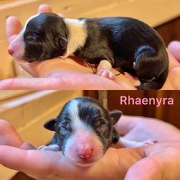 Rhaenyra - Black and white female Border Collie puppy in Santa Cruz, California from Von Guadachi German Shepherds & Audacity Border Collies