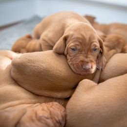 Vizsla Puppies from Countryside Vizsla's