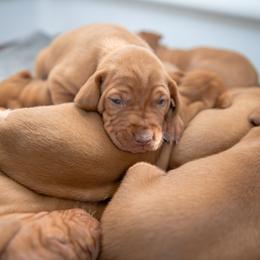 Vizsla Puppies from Countryside Vizsla's