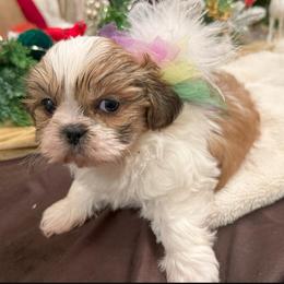 Fiorella - Gold and white female Shih Tzu puppy in Frisco, Texas from My Royal Shih Tzu⚜️