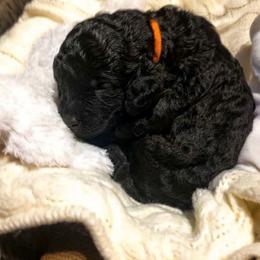 Poodle Puppies from Patriot Noble Paws