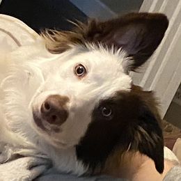Choccie - Border Collie