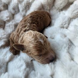 Toulouse - Apricot male Poodle puppy in San Tan Valley, Arizona from Desert Storm Poodles