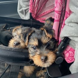 Yorkshire Terriers from Lacey Luxe Breeding- Yorkshire Terriers