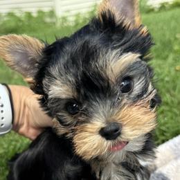 Sunny - Black and gold male Yorkshire Terrier puppy in Ephrata, Pennsylvania from Heritage Yorkies