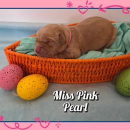 Pearl - Dark golden female Golden Retriever puppy in Driggs, Idaho from SK Golden Retrievers