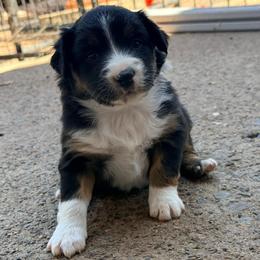 Java - Black tri female Miniature Australian Shepherd puppy in Lakeport, California from Akins Aussies/Wild Rose Ranch