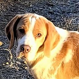 Turk - Beagle