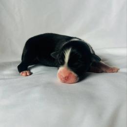 Cookie - Black tri-color female Australian Shepherd puppy in Fort Recovery, Ohio from Mud Path Australian Shepherds