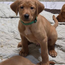 Boy 4 - Yellow male Labrador Retriever puppy in Grand Rivers, Kentucky from Big Water Dreams Retrievers
