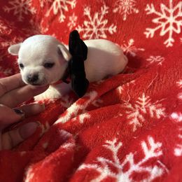 Sunny - Cream and white male Chihuahua puppy in Beaumont, Texas from Anastasia’s Tiny Pupps