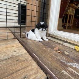 Japanese Chin Puppies from Ridgewood Chins