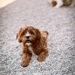 Cavapoo, Cavapoochon, and Companion Cross Puppies from Habibi Bears