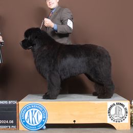 Emmy - Newfoundland