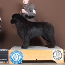 Emmy - Newfoundland