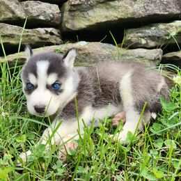 Girl 1 - Black and white female Siberian Husky puppy in Jonesboro, Arkansas from L & A Animal House Siberian Huskies