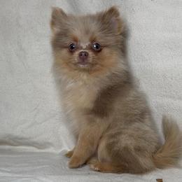 Lindt - Chocolate merle male Pomeranian puppy in Hughes Springs, Texas from Hughes Springs Tx Poms