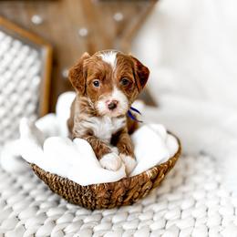 Sanji - Red  male Goldendoodle puppy in Springville, Utah from Happy Doodle