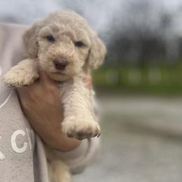 Almond Joy - Apricot female Goldendoodle puppy in Waterford, California from Alvdoodles