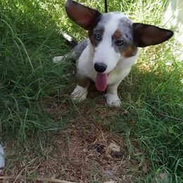 Good boy and stud dog - Blue merle and white male Cardigan Welsh Corgi puppy in Huntington Beach, California from Victory Crown