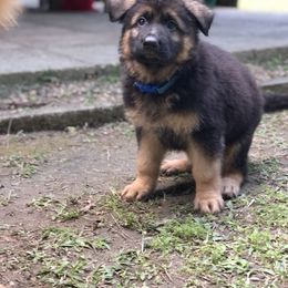 German Shepherd Puppies from Zwinger vom Schneider Wald