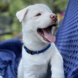Siberian Husky Puppies from Heather Martens