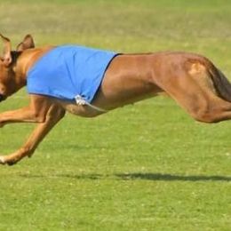 Affenpinschers and Rhodesian Ridgebacks from Tamari Affenpinchers and Oakhurst Rhodesians