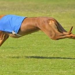 Affenpinschers and Rhodesian Ridgebacks from Tamari Affenpinchers and Oakhurst Rhodesians