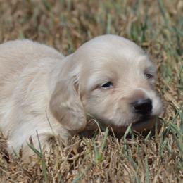 Blake - Cream male Dachshund puppy in Paris, Texas from Michel Creek Kennel
