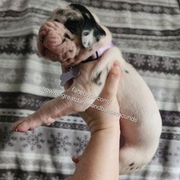 Purple collar - Harlequin female Great Dane puppy in Alton, Illinois from Show Me Great Danes and Basset Hounds