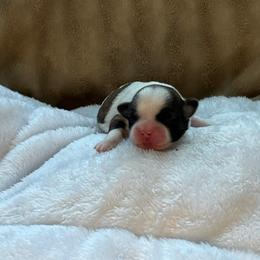 Milo - Tricolor male Shih Tzu puppy in Reading, Michigan from You Little Shih-tzu’s 😊