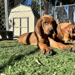Cannellini - Red Redbone Coonhound puppy in Spokane, Washington from Redleaf Coonhounds