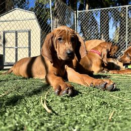 Cannellini - Red Redbone Coonhound puppy in Spokane, Washington from Redleaf Coonhounds