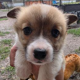 Ivy's Girl 2 - Red female Pembroke Welsh Corgi puppy in Middleburg, Florida from Mulkeys Little Corgis