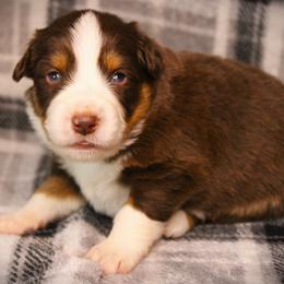 Farmer - Red tri male Miniature Australian Shepherd puppy in Menomonee Falls, Wisconsin from Hunt N Oaks