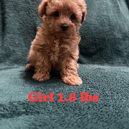 Bella - Red  female Poodle puppy in Auburn, Georgia from Southern Poodles