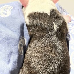 Boston Terrier Puppies from Rocknbostons