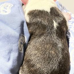 Boston Terrier Puppies from Rocknbostons