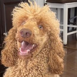 Georgia - Poodle