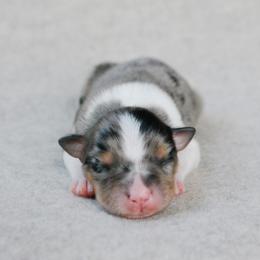 Roper - Blue merle male Australian Shepherd puppy in Aberdeen, North Carolina from Huckleberry Hill Aussies LLC.