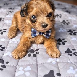 Willie Nelson (Very little) - Merle male Shihpoo puppy in Delphos, Ohio from Route 66 Puppies