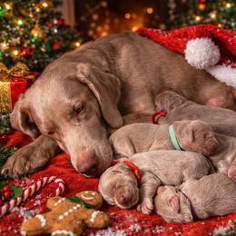 Long Haired Weimaraner puppies from Northern Bluegrass Weimaraners