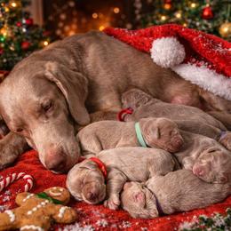 Long Haired Weimaraner puppies from Northern Bluegrass Weimaraners