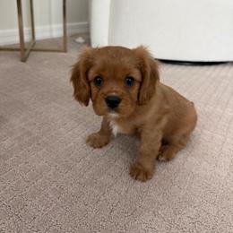 Clone - Ruby male Cavalier King Charles Spaniel puppy in Queen Creek, Arizona from Andresen's Cavaliers